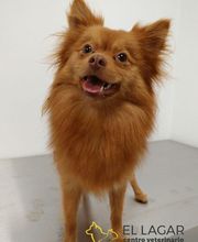 Centro veterinario El Lagar imagen 5