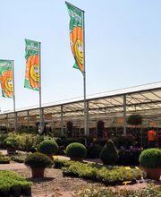 Grüner Holländer Berlin Bild 11