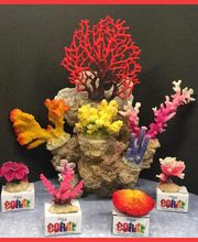 coral-03-g.jpg