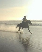 Ferme Equestre la Fontaine image 10