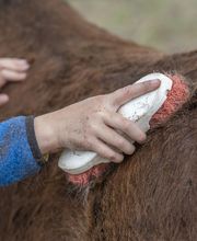 Poney Club Des Cinq Arpents image 3