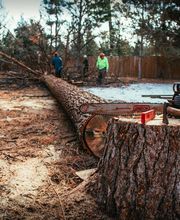 Arbor Tree Care LLC image 7