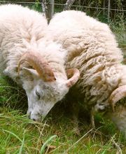 Estorges Isabelle image 7