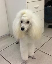 PRINCESS CANICHE image 4