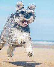 Olde Towne Animal Hospital image 2