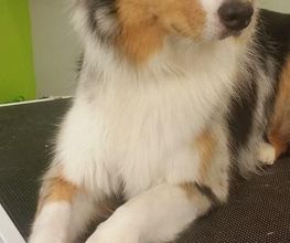 DogShine image 8