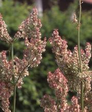 Gartenbaumschule Müller Bild 11