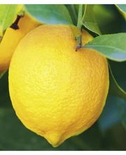 Jardinerie Champs Fleurs image 9