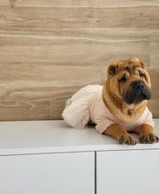 Clínica Veterinaria Roncal - Pilas imagen 4