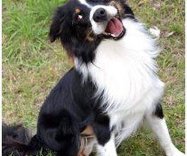 Chanadog image 7