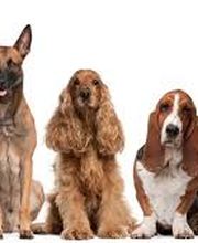 Chenil Kennels Stillwagon Bild 5