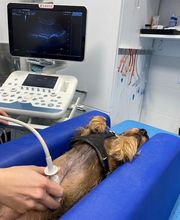 Riviera Vet image 3