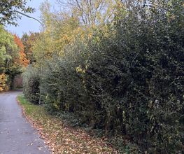 IMG_0289.jpeg