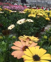 SCEA DE BEAUNE image 3