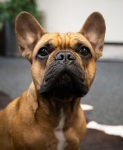 HDI Pamela Wohl in Grasbrunn - Agenturhund Barney