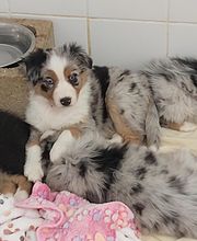 Elevage des Bois de Loge Borgne image 5