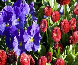 Combeau Horticulture EURL image 2