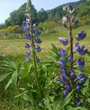 Pharmacie De Morvillars image 1