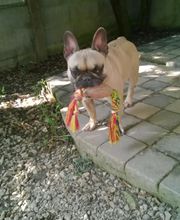 Le Grand Cèdre image 13