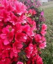 SavATree - Tree Service & Lawn Care image 16