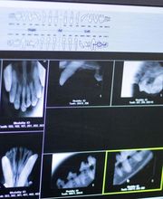 TotalBond Veterinary Hospital at Bethel image 9