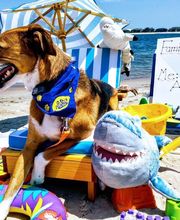 Gentle Doctor Animal Hospital image 4