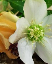 Western Fleurs image 4