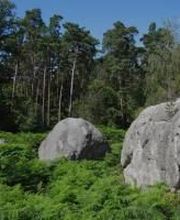 FORESTRY FRANCE image 2