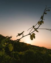 Domaine GAYDA image 3