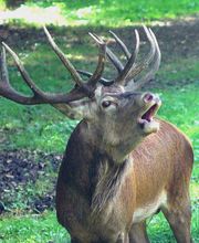 Wildpark Eekholt KG Bild 2