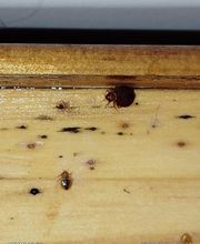 Deratisenet image 15