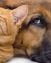 Kleintierpraxis Wydenhof Bild 1