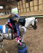 Pferdepensionsstall Bild 11