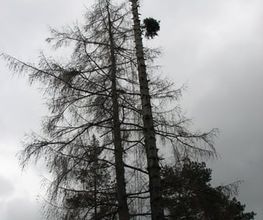 Andreas Deppner Baumpflege Bild 9