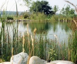 J.N. JARDINS NATURELS CHAVORNAY SA Bild 14