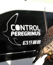 cenicalo_halcon_peregrino_logo.jpg
