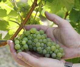 Gebr.Geiger jun. Weingut, Inh. Werner Geiger Bild 5