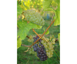 Weingut Scherer Bild 4