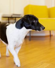 Etude CHIOCCHETTI & SIEVI : Agent d'Affaires Bild 8