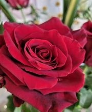 Secrets de Fleurs image 3