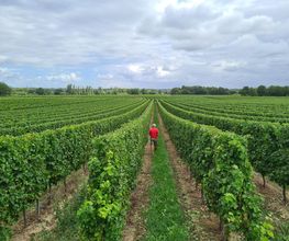 Vignobles Gabard image 3