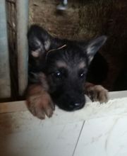 Guiberteau Jean-Pierre image 2