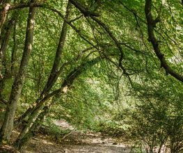 Idyllisch ist es im FriedWald Elm.