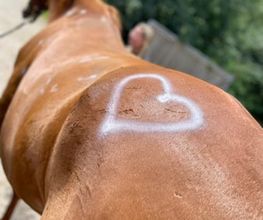 equus-curare Bild 1