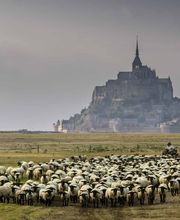 Découverte de la Baie du Mont Saint Michel - La Maison du Guide image 9