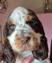 Anton Alice image 16