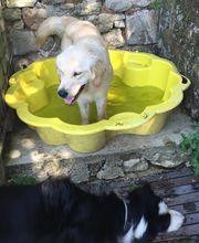 PATTE Z' EN CINQ - AURORE DI FELICE image 10