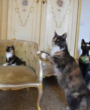 Allevamento Maine Coon Le Fate della Casa immagine 4