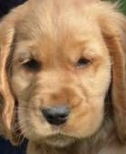 Elevage Vallée Du Léguer EARL image 10