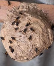 Stop Guêpes & Frelons image 3